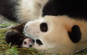 9 septembrie 1963: Primul pui de panda născut în captivitate