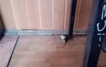 O școală publică din Botoșani a fost închisă din cauza mizeriei