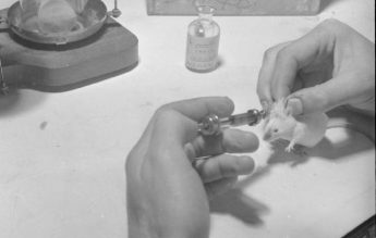 25 mai 1940: Penicilina și testele pe șoareci