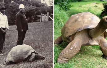 Țestoasa Jonathan, cel mai în vârstă animal terestru, împlinește 188 de ani