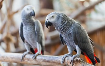 O grădină zoologică a separat cinci papagali unii de alții, pentru că se încurajau reciproc să înjure