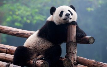 Ursul panda nu mai este pe cale de dispariție. Rămâne, însă, o specie amenințată