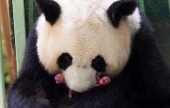 La Grădina Zoologică din Beauval, doi panda s-au născut „în stare perfectă”