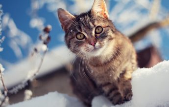 “La ce temperatură îngheață pisica? -15°C este critic pentru pisicile care trăiesc afară” – Apelul unul ONG pentru protecția animalelor