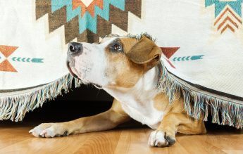 Cum sunt afectate animalele de artificii. Păsările pot muri de frică, câinii pot surzi definitiv