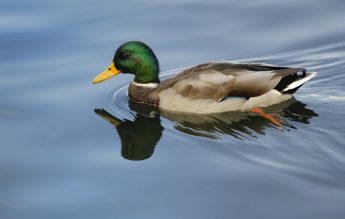Cum ajutăm un animal sălbatic pe timp de iarnă?