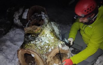 Zeci de lilieci, uciși cu drujba de muncitori care toaletau copacii. Cum au fost salvate 40 de animale de un ong