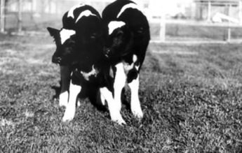 20 ianuarie 1998: Prima clonare de viței din istorie