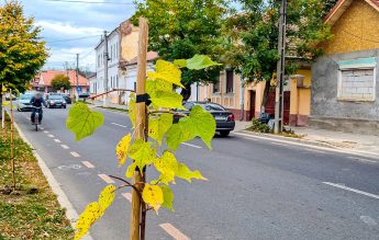 Ofertă specială pentru „Săptămâna verde”: 100 de puieți gratuit, pentru orice școală