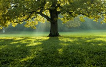 Activități cu și despre natură sau din Săptămâna Verde, recomandate de profesori Merito