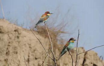 Știi ce-i ghizdeiul? Dar pârșul de alun? Te așteptăm la NATURA DINTRE APE!