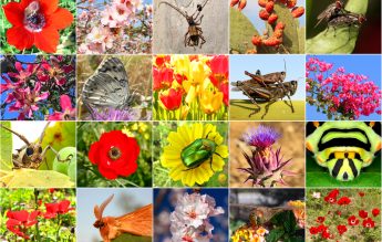De ce este important ca oamenii să vorbească despre biodiversitate. Sfaturile biologului Alexandru Stermin