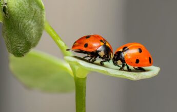Studenții din Oradea, provocați să îmbunătățească viața insectelor din campus