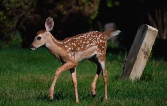 O căprioară de la Zoo Craiova a murit după ce a înghițit o pungă aruncată de un vizitator