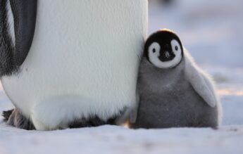 „Secretele pinguinilor” – alegerea ideală pentru o seară în familie