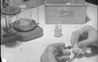 25 mai 1940: Penicilina și testele pe șoareci