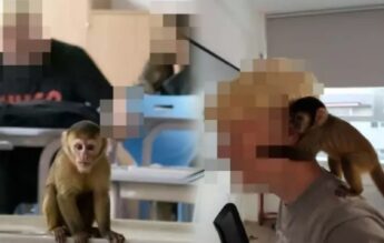 Panică printre profesori, după ce elevii au „adus” la școală o maimuță creată cu AI