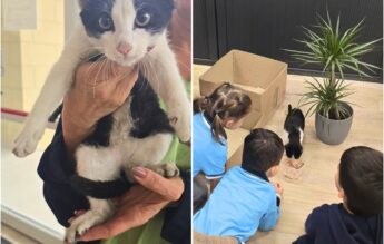 Pisica „Oreo”, salvată de elevii Școlii Spectrum din București