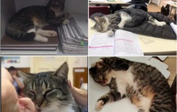 Mihăiță, motanul care nu lipsește de la niciun curs la un Colegiu Național