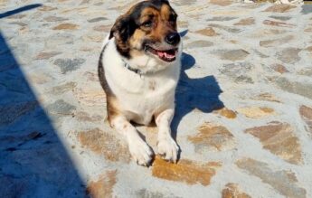 Opționalul „Ora cu și pentru animale” intră în școli, la nivel național