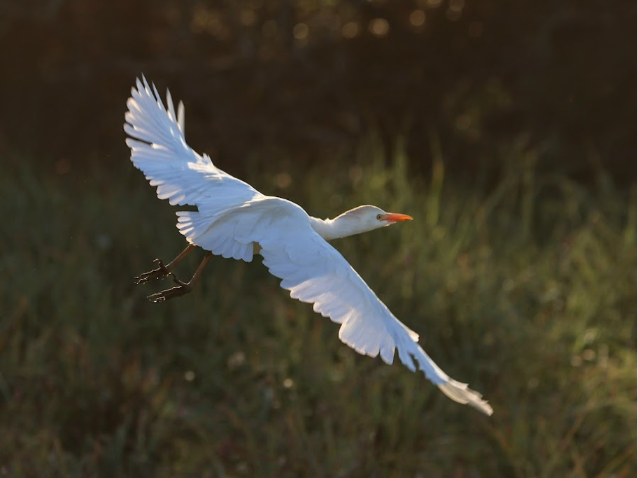 Stârc de cireadă (Bubulcus ibis)