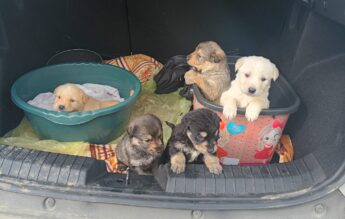 Cățeluși abandonați într-un șanț, salvați de elevi din Zalău și adoptați de profesori