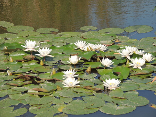 nuferi lac arcada