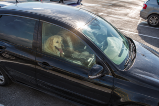 De ce să nu lași niciodată o ființă în mașina parcată la soare fără ventilație. Și alte DE CE-uri despre efectul de seră