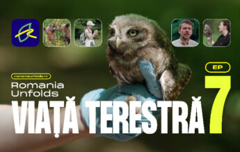 Protejarea biodiversității în România: de la pajiști și ecoducte la infrastructura unui oraș